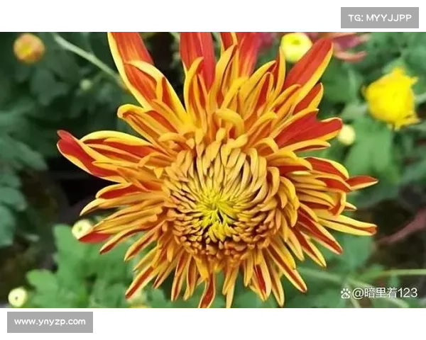高地红石榴种植技巧与养护全攻略解析揭秘 高地红石榴种植技巧与养护全攻略解析揭秘